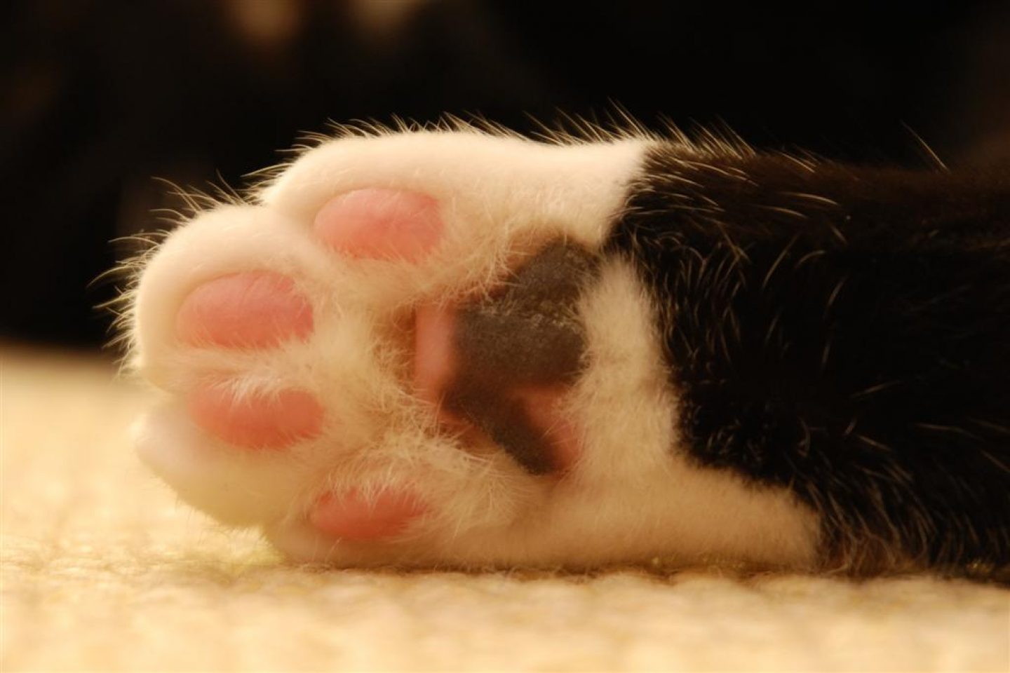猫の手も借りたい ほど忙しい は英語でなんと言う 英語脳ネット