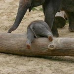 stumble at