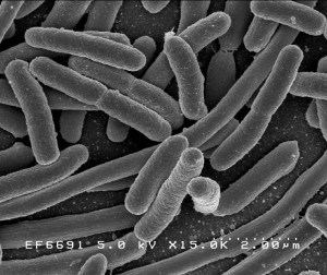 バクテリア　Photo By Bacteria - Wikipedia