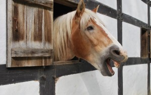 馬房に入れられた馬 Photo By Pixabay- 104679