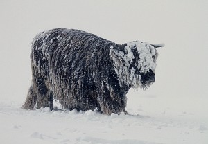 Photo By Harsh conditions for livestock on... (C) Walter Baxter :: Geograph Britain and Ireland