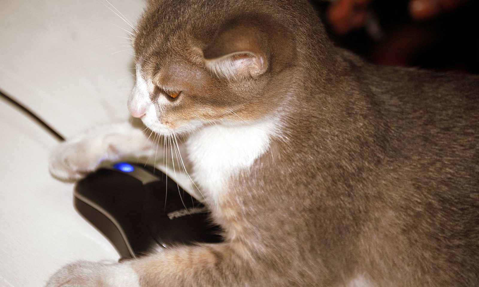 英語脳メルマガ 第号 Today My Cat Brought Home A Bloody Barely Living Mouse の意味は 英語脳ネット 英語脳メルマガ 第号 Today My Cat Brought Home A Bloody Barely Living Mouse の意味は 英語脳ネット