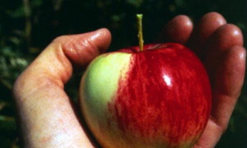 英語脳メルマガ 第02719号 There are a lot of food myths out there, so WIRED’s decided to の意味は?