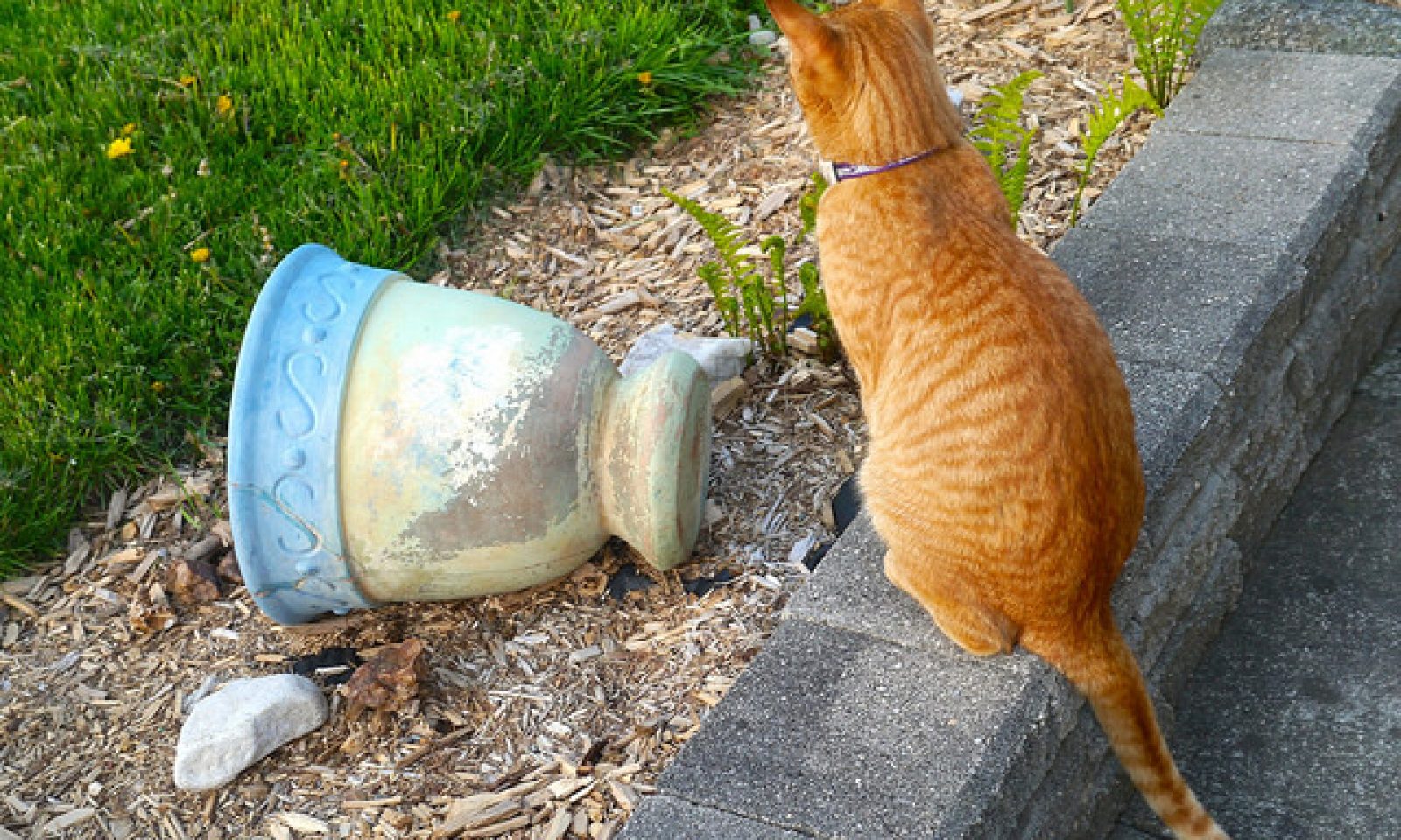 英語脳メルマガ 第号 Today I Learned That Our Cats Love To Knock Over Glasses And Cups の意味は 英語脳ネット