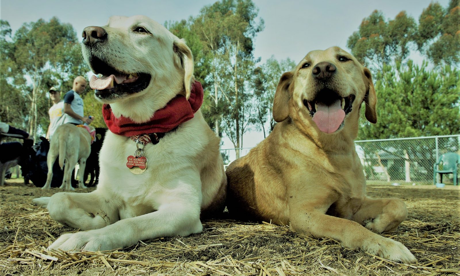 英語脳メルマガ 第号 Ariel Is A Devoted Labrador Named After The Title Character In Disney の意味は 英語脳ネット