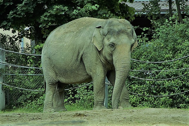 インド象