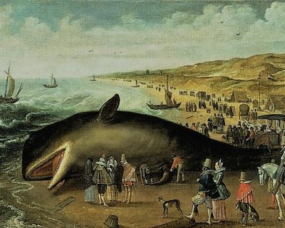 Pilot Whale アーカイブ 英語脳ネット Pilot Whale アーカイブ 英語脳ネット