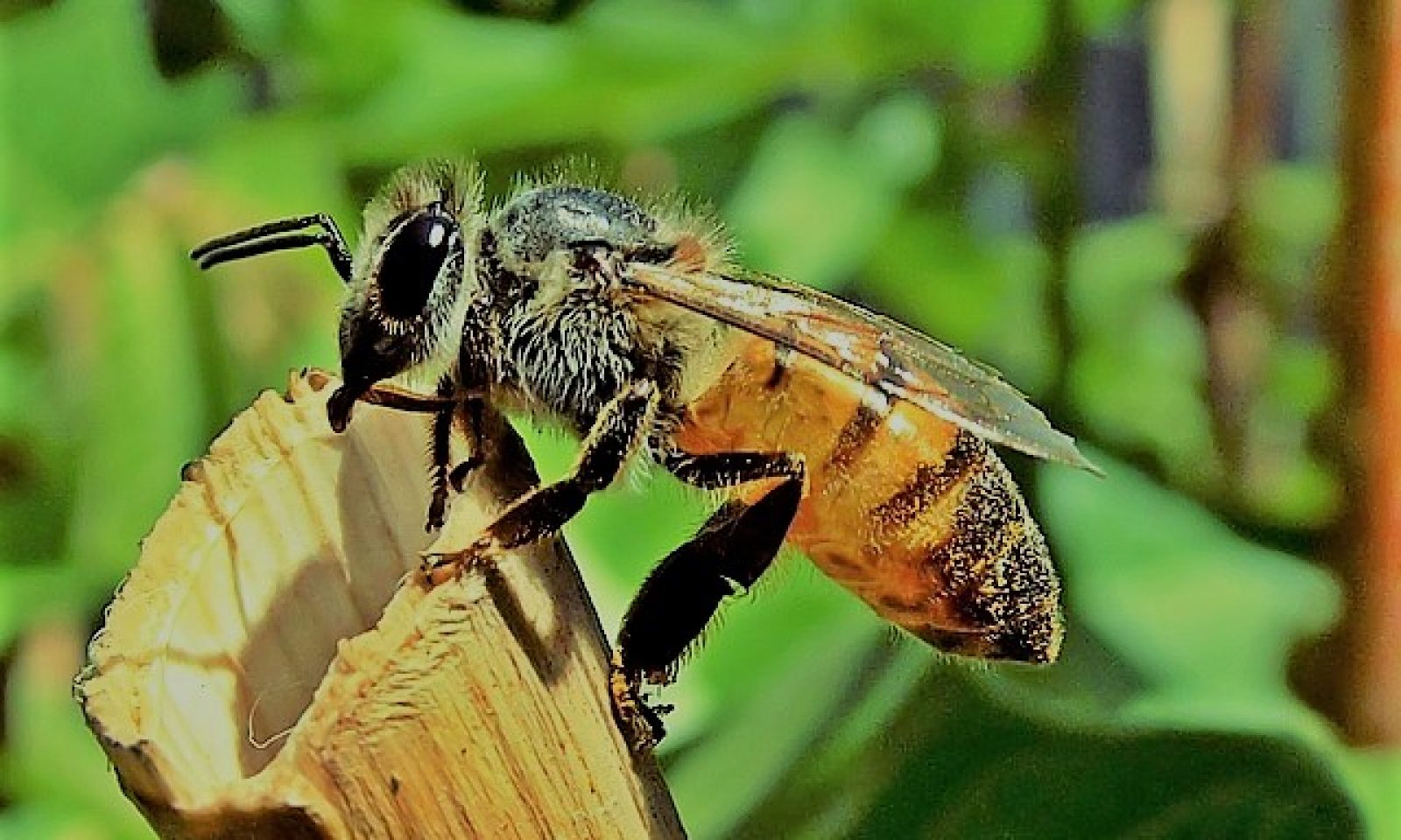 英語脳メルマガ 第号 There S Been Plenty Of Debate About The Global Decline Of Honey Bee Colonies In Recent Years の意味は 英語脳ネット