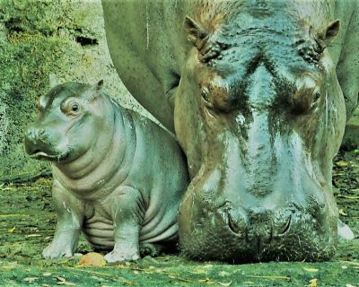 Hell Bent To アーカイブ 英語脳ネット