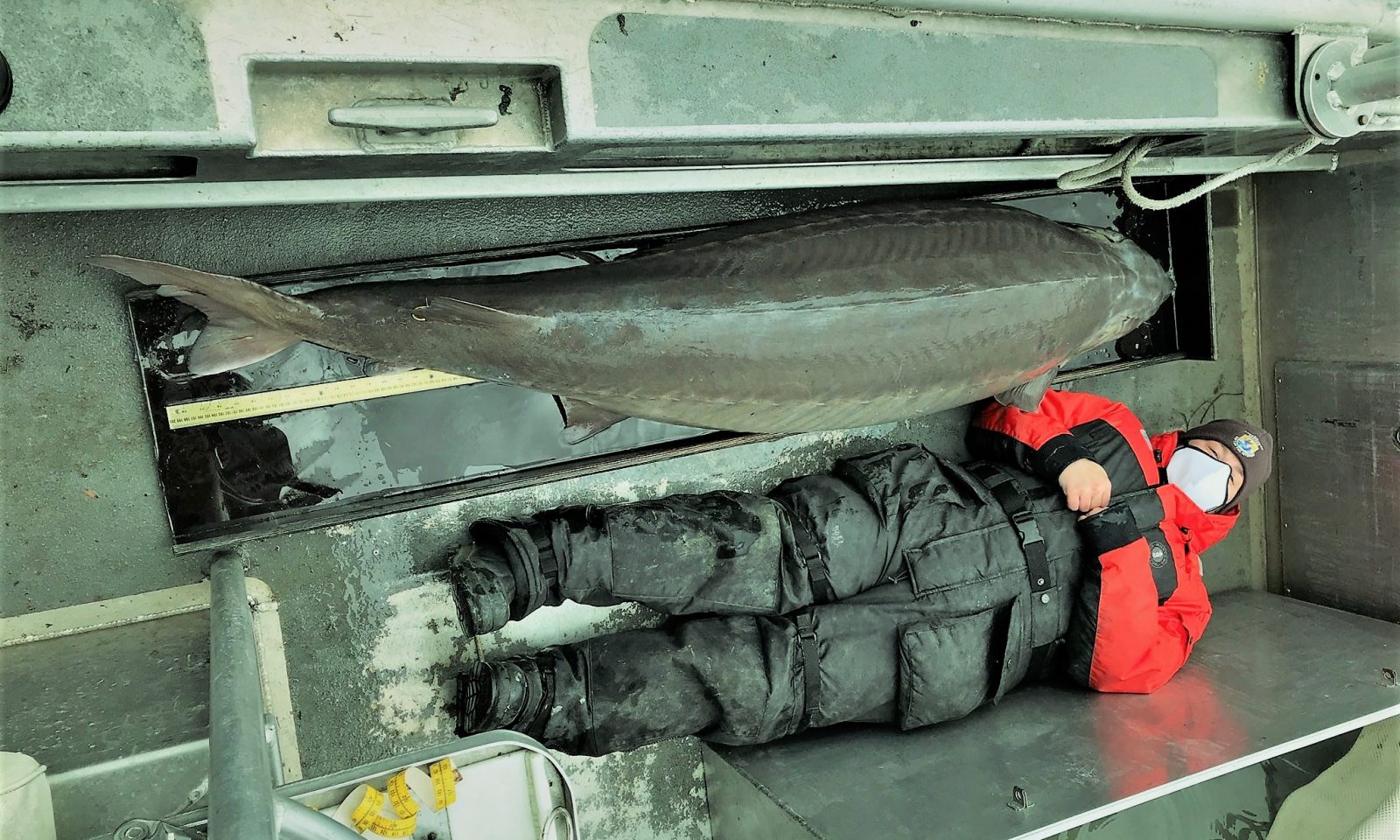 英語脳メルマガ 第号 Based On Its Girth And Size It Is Assumed To Be の意味は 英語 脳ネット