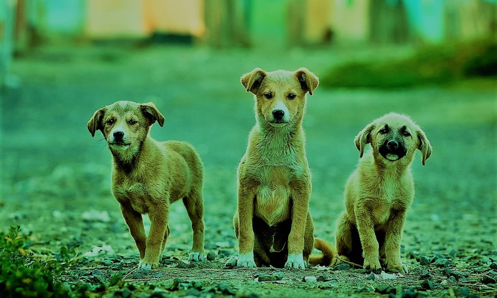 英語脳メルマガ 第号 Today When My Son Told Me He Wanted To Work の意味は 英語脳ネット