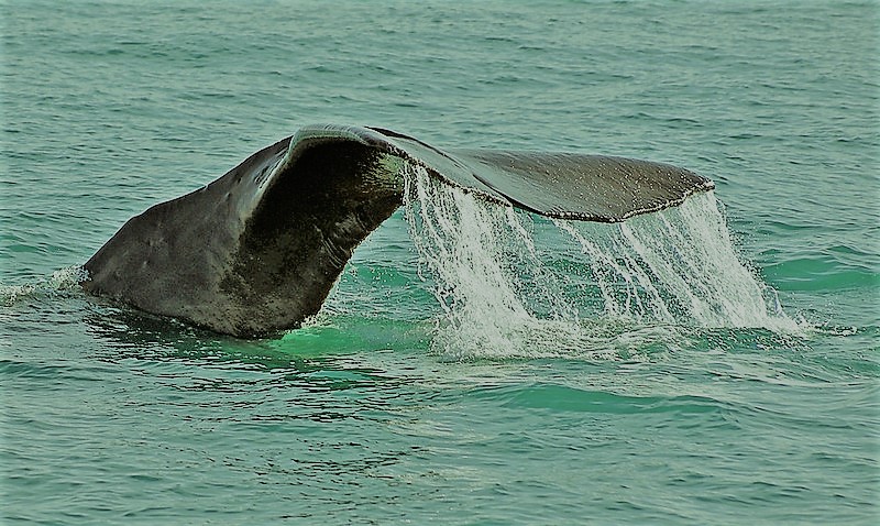 sperm whale